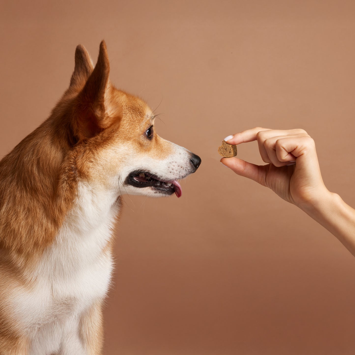 25 in 1 Multivitamins for Dogs