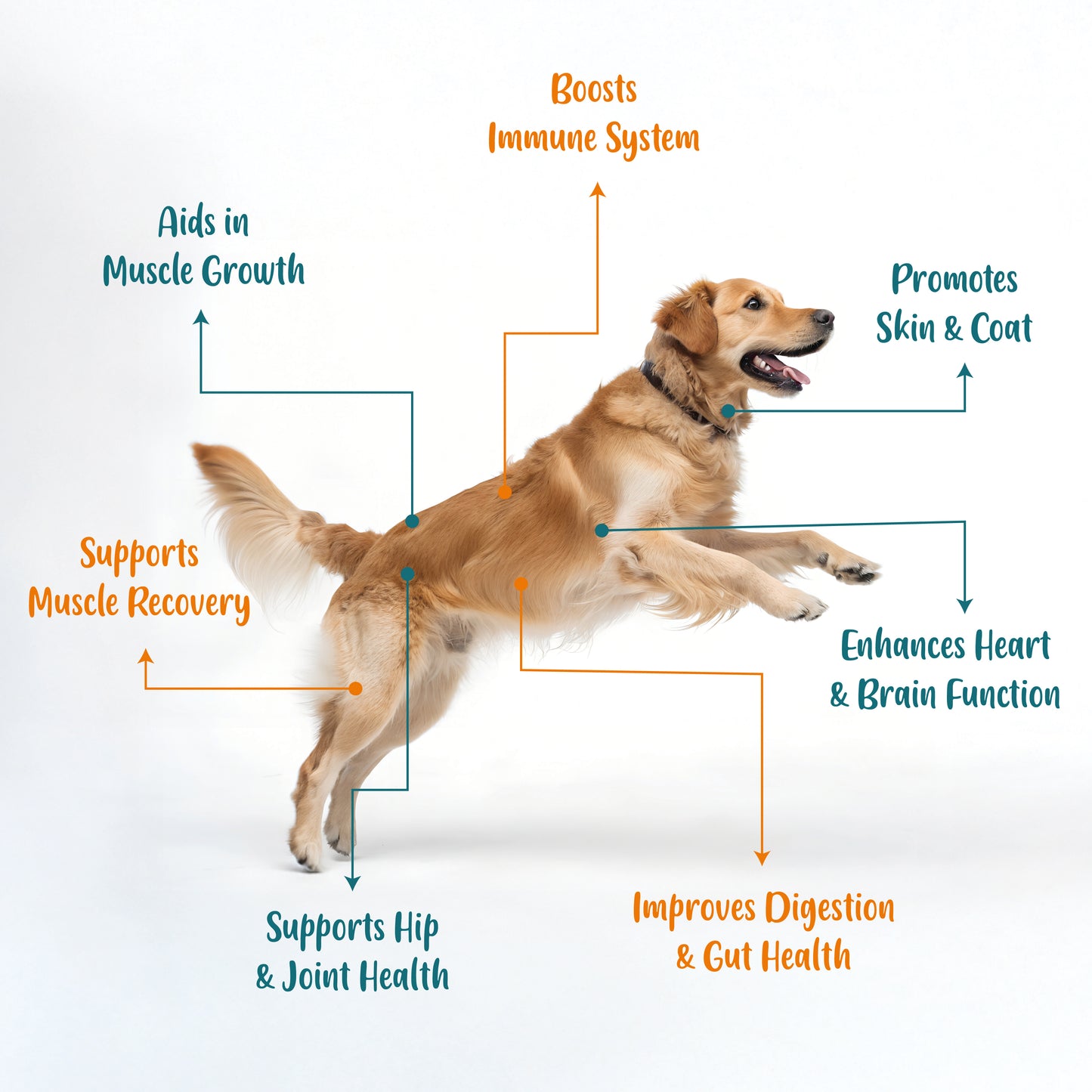 25 in 1 Multivitamins for Dogs