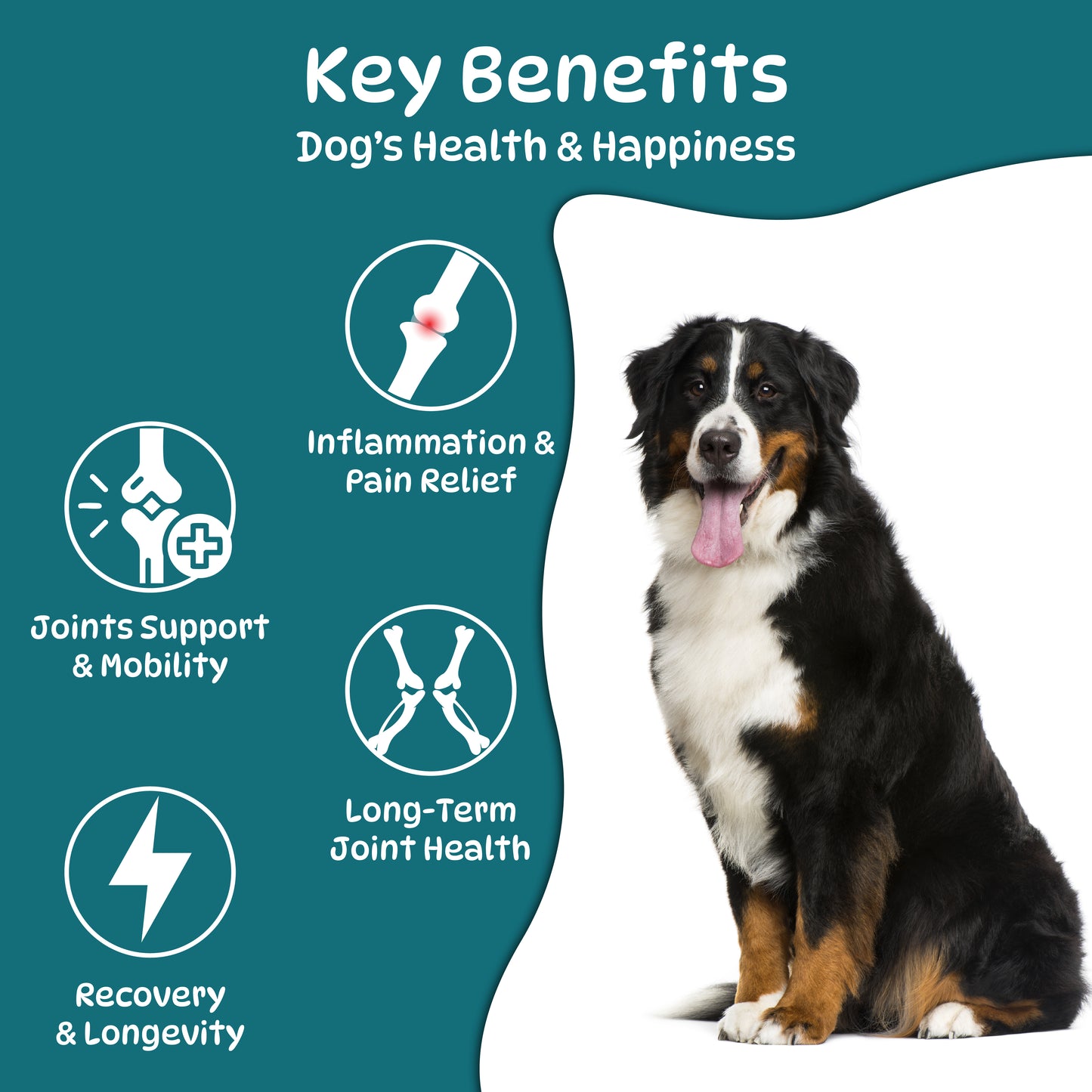 Dog Hip and Joint Supplements