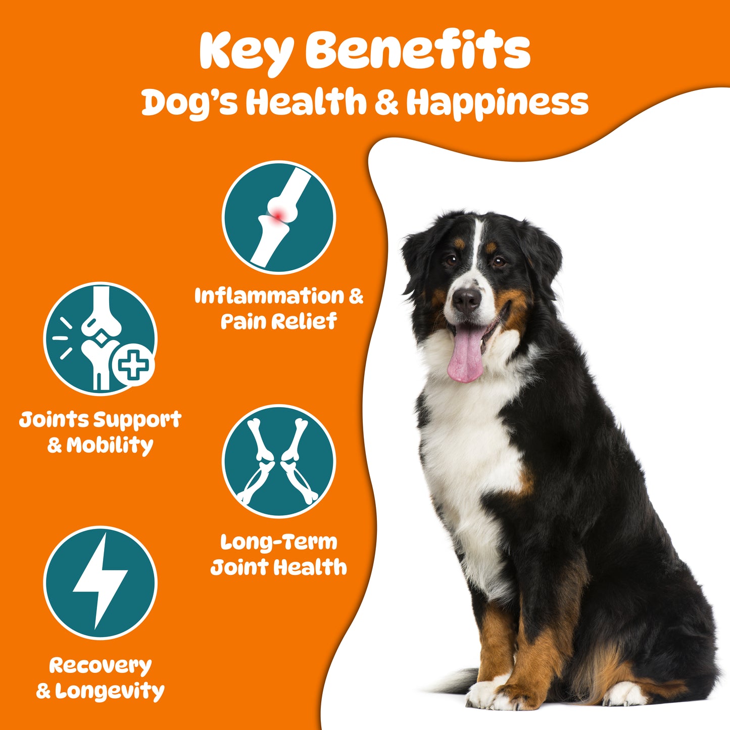 Dog Hip and Joint Supplements