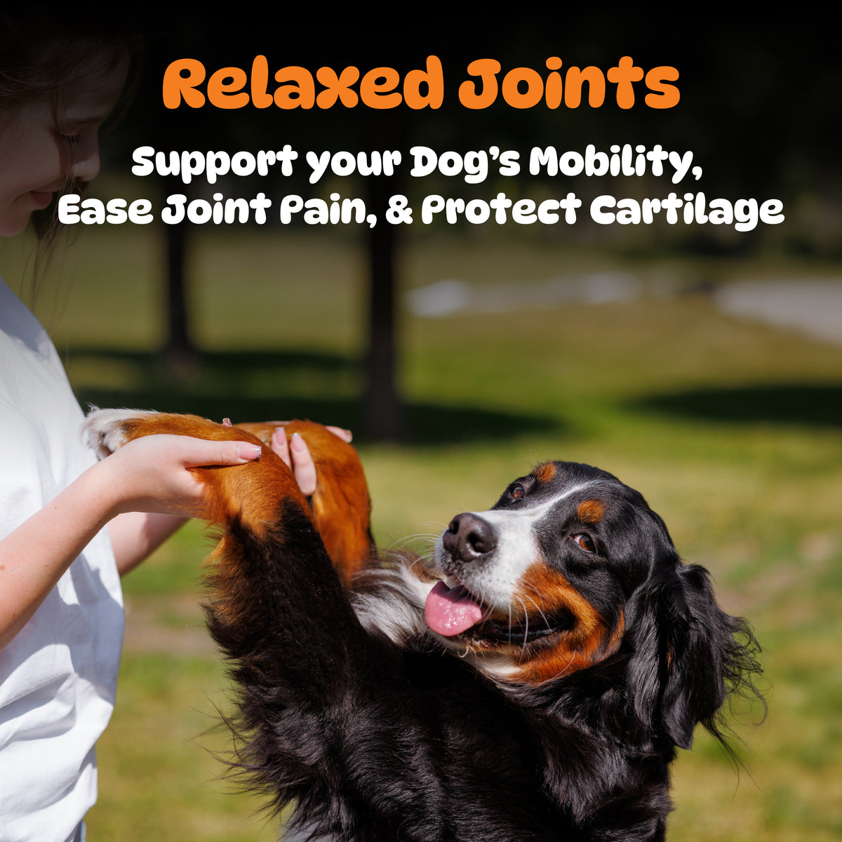 Hip and Joint Powder for Dogs