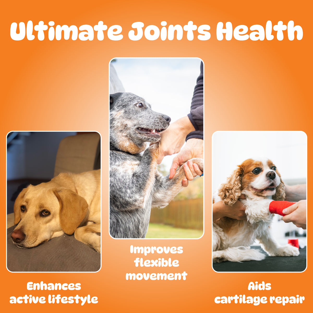 Hip and Joint Powder for Dogs