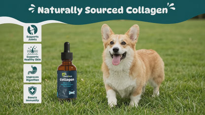 Collagen for Dogs